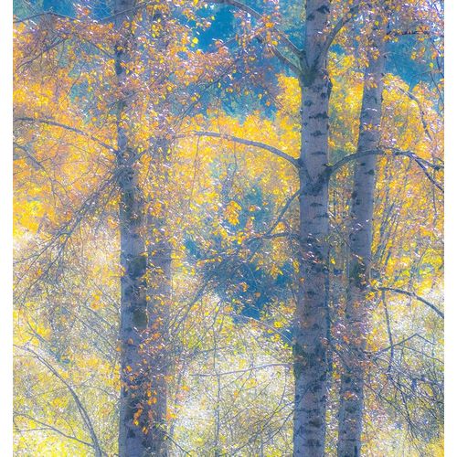 Washington State-Preston with Cottonwood trees springtime leafing out